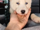 Beyaz Ve Siyah-Beyaz Husky Yavrularımız