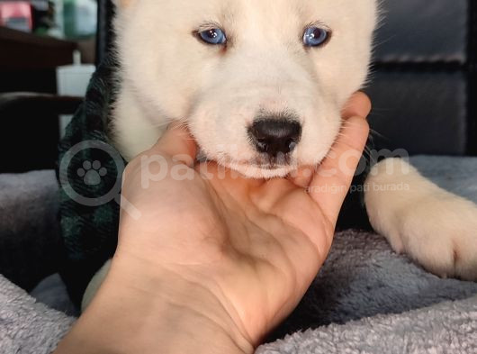 Beyaz Ve Siyah-Beyaz Husky Yavrularımız görsel