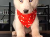 Beyaz Ve Siyah-Beyaz Husky Yavrularımız
