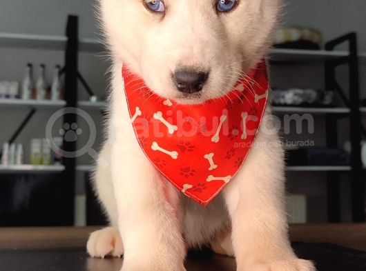 Beyaz Ve Siyah-Beyaz Husky Yavrularımız görsel