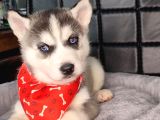 Beyaz ve siyah-beyaz husky yavrularımız