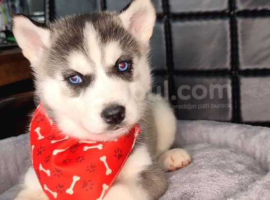 Beyaz Ve Siyah-Beyaz Husky Yavrularımız