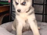 Beyaz Ve Siyah-Beyaz Husky Yavrularımız