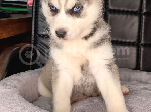 Beyaz Ve Siyah-Beyaz Husky Yavrularımız görsel