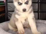Beyaz Ve Siyah-Beyaz Husky Yavrularımız