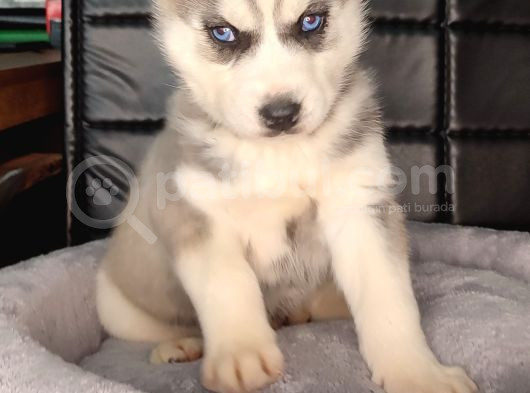 Beyaz Ve Siyah-Beyaz Husky Yavrularımız görsel