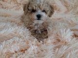 Minik Maltipoo Yavrular