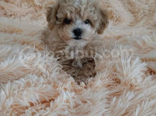 Minik Maltipoo Yavrular görsel