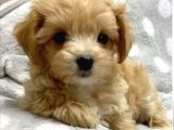 Minik Maltipoo Yavrular