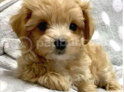 Minik Maltipoo Yavrular görsel