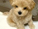 Minik maltipoo yavrular
