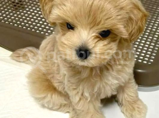 Minik Maltipoo Yavrular