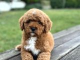 ÖZEL RENK POODLE YAVRUMUZ A KALİTE