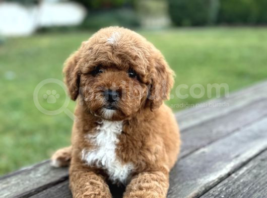Özel Renk Poodle Yavrumuz A Kali̇te