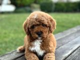 Özel Renk Poodle Yavrumuz A Kali̇te