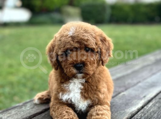 Özel Renk Poodle Yavrumuz A Kali̇te görsel