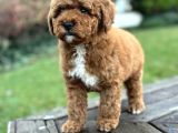 Özel Renk Poodle Yavrumuz A Kali̇te