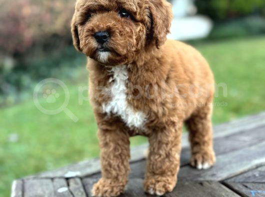 Özel Renk Poodle Yavrumuz A Kali̇te görsel