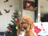 Poodle Bebekleri̇mi̇z Orji̇nal Irk
