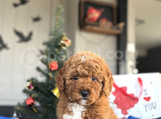 Poodle Bebekleri̇mi̇z Orji̇nal Irk