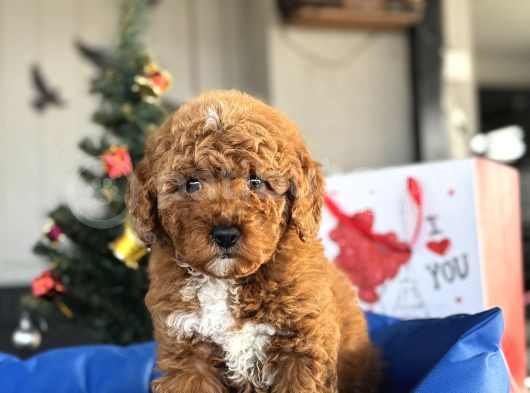 Poodle Bebekleri̇mi̇z Orji̇nal Irk görsel