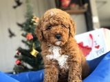 Poodle Bebekleri̇mi̇z Orji̇nal Irk