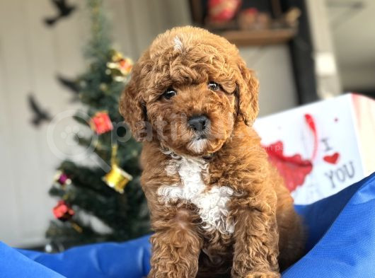Poodle Bebekleri̇mi̇z Orji̇nal Irk görsel