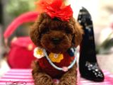 Toy Poodle Yavruları