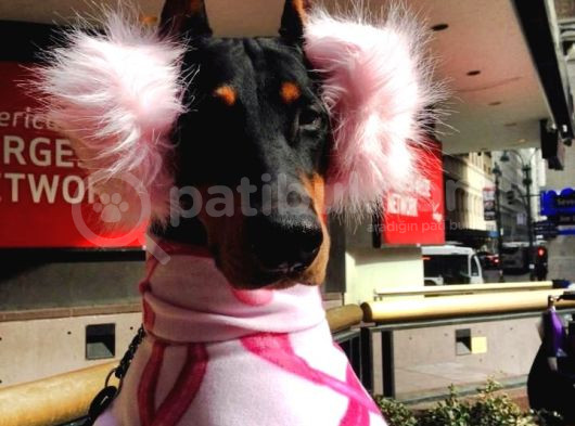 Her Renk Esteti̇kli̇ Dobermanlarss görsel
