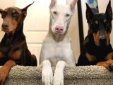 HER RENK ESTETİKLİ DOBERMANLARSS