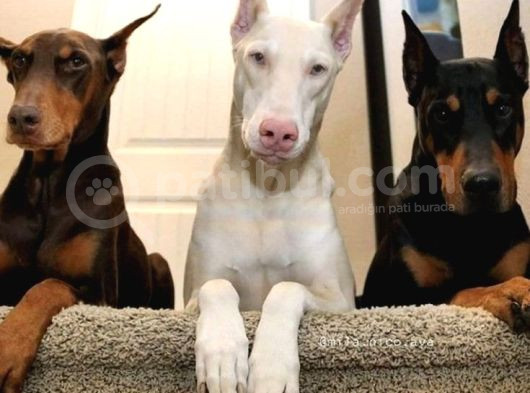 Her Renk Esteti̇kli̇ Dobermanlarss