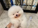 Orjinal Pomeranian Boo Yavruları