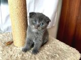 Ev Doğumu British Shorthair Yavrularımız