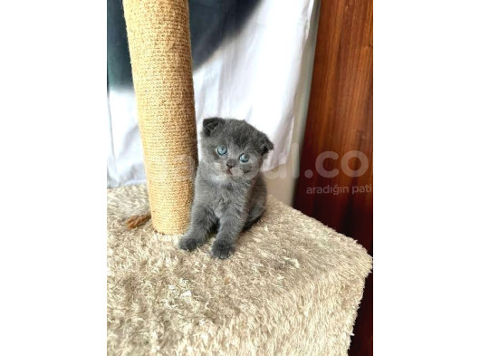 Ev Doğumu British Shorthair Yavrularımız görsel