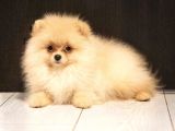 Petmode Köpek Çiftliğinde Ziyarete Açık Pomeranian 