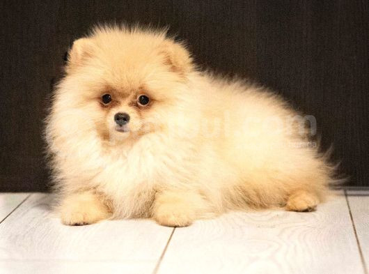 Petmode Köpek Çiftliğinde Ziyarete Açık Pomeranian  görsel