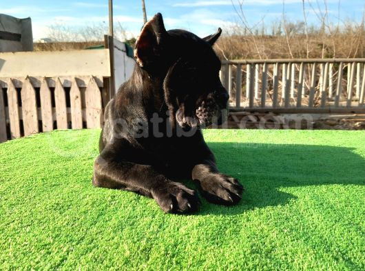 Cane Corso Yavrular