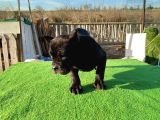 Cane Corso Yavrular
