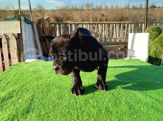 Cane Corso Yavrular görsel