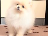 Petmode Köpek Çiftliğinde Ziyarete Açık Pomeranian 