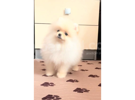 Petmode Köpek Çiftliğinde Ziyarete Açık Pomeranian  görsel