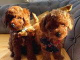 Kore Kan Mini Boy Poodle Ped Eğitimli Yavrular