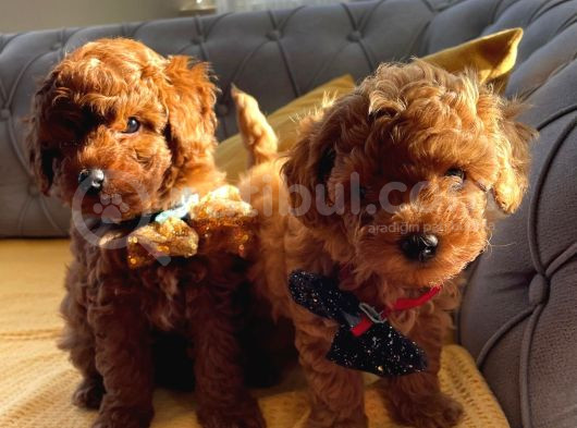 Kore Kan Mini Boy Poodle Ped Eğitimli Yavrular görsel