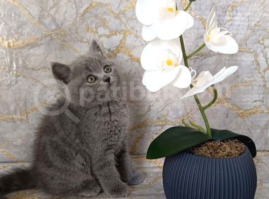 Brıtısh Shorthair görsel
