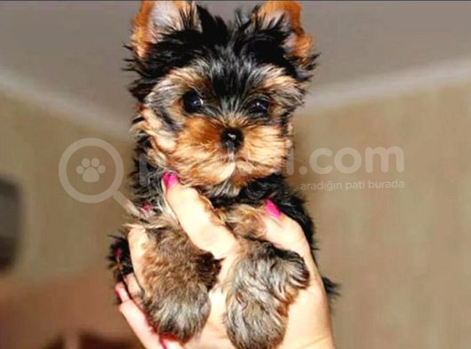 Petmode Köpek Çiftliğinden Tea Cup Yorkshire Terrier