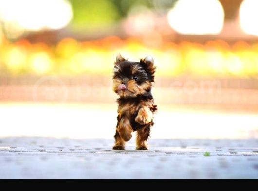 Petmode Köpek Çiftliğinden Tea Cup Yorkshire Terrier görsel