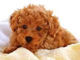 Mini boy puppy kıpkırmızı Red TOOY POODLE