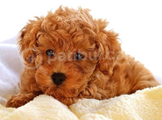 Mini Boy Puppy Kıpkırmızı Red Tooy Poodle