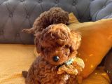 Kore Kan Mini Boy Poodle Ped Eğitimli Yavrular