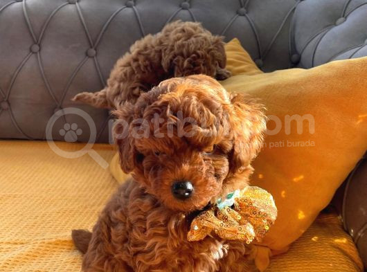 Kore Kan Mini Boy Poodle Ped Eğitimli Yavrular görsel
